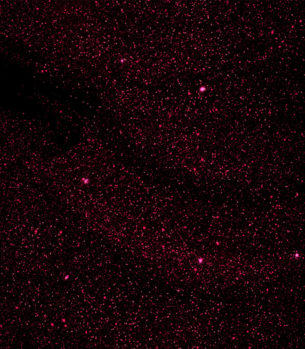 308 Dramatic Red - Image 2